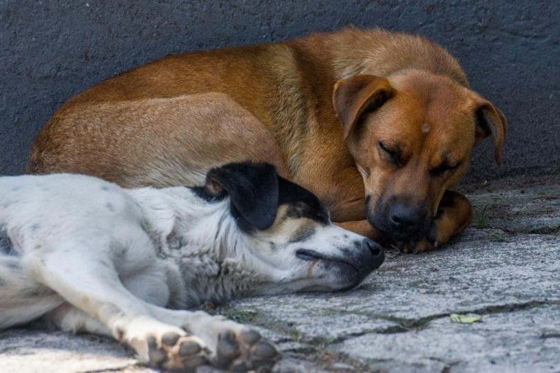 Congreso CDMX abre registro para foros ciudadanos sobre la nueva Ley de Refugios de Animales