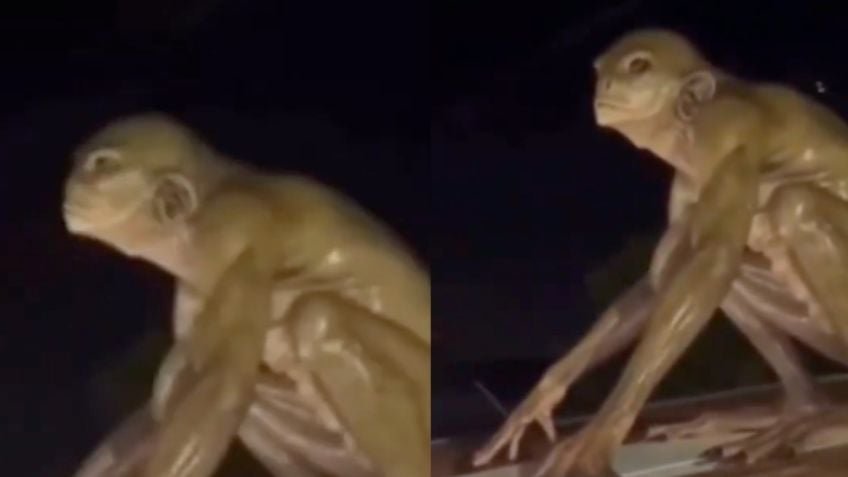 ¿Real o IA? La verdad sobre el supuesto alien reptiliano captado en el techo de una casa Monterrey