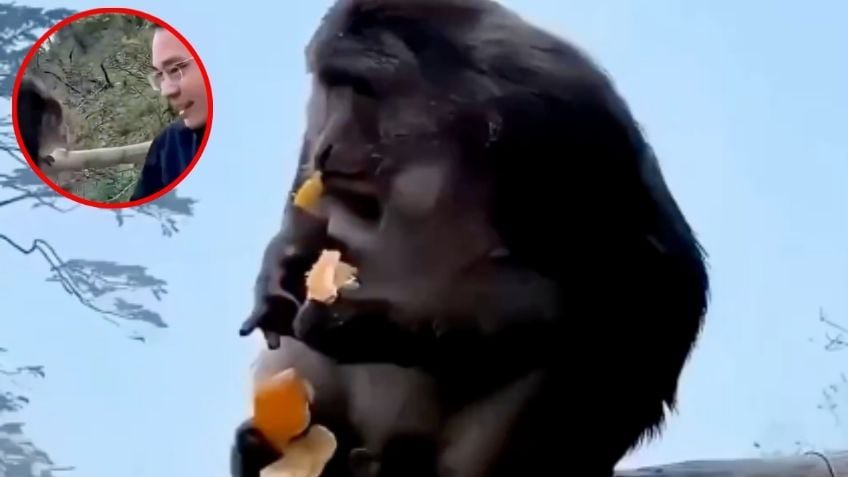 Turista empuja a un monito y casi le quita la vida en el Tíbet; momento de angustia fue captado en VIDEO