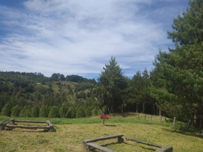 Silvicultores piden reforzar seguridad en Las Vigas y Acajete por robo de pinos navideños