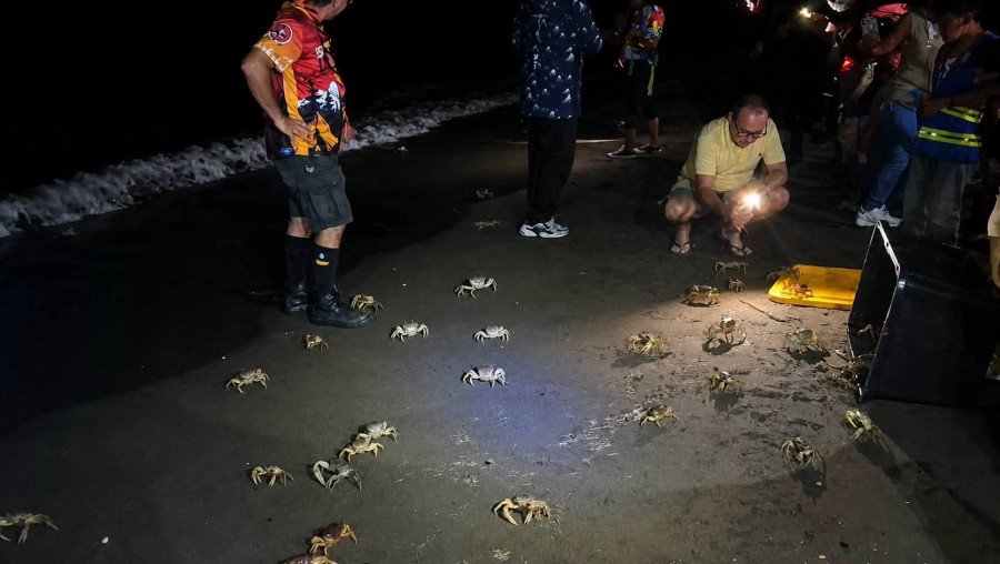 Colapso ambiental en la Riviera Veracruzana; la población de cangrejo azul cae un 97% en una década